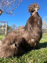 chocolate silkies for sale at Feather Lover Farms