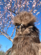 chocolate sexed silkie hen for sale at Feather Lover Farms