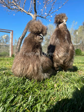 chocolate silkie hen & rooster for sale at Feather Lover Farms