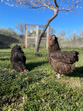 Chocolate Ameraucana chickens for sale at Feather Lover Farms