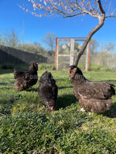 Chocolate Ameraucana chicken for sale at Feather Lover Farms
