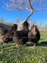 Chocolate Ameraucana hens & rooster for sale at Feather Lover Farms