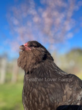 Chocolate Ameraucana chickens for sale at Feather Lover Farms