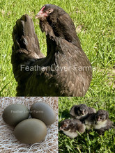 Chocolate Olive Egger Hens For Sale At Feather Lover Farms