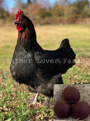 French black copper marans with very dark eggs from feather lover farms