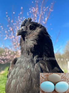 Black Fibro Easter Egger Hen From Feather Lover Farms 