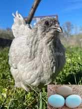 Lavender Fibro Easter Egger Hen From Feather Lover Farms