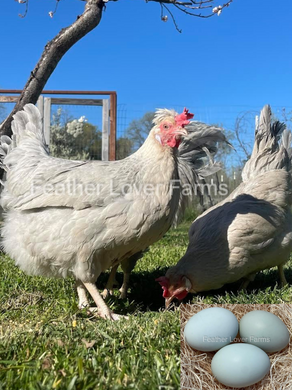 Opal Legbar Hens From Feather Lover Farms