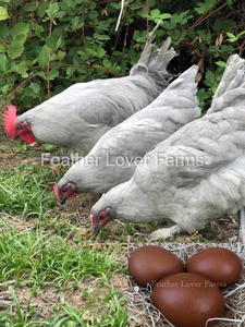Feather Lover Farms French Lavender Marans with dark hatching eggs