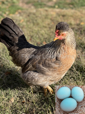 Cream Legbar Hen From Feather Lover Farms with blue hatching eggs