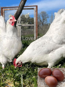 French White Marans Hens From Feather Lover Farms with dark fertile hatching eggs