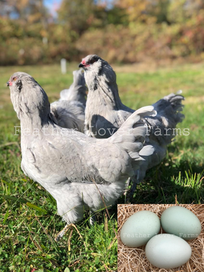 Feather Lover Farms Lavender Ameraucana Hens & Rooster