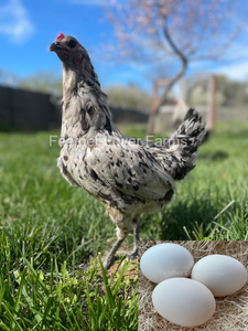 Liege Fighter "Hawk-Proof" Hen From Feather Lover Farms