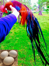 Onagadori Red Rooster For Sale At Feather Lover Farms