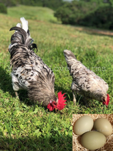 Splash Isbar Hen & Rooster Feather Lover Farms