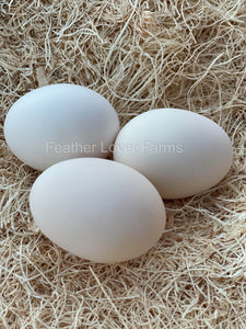Liege Fighter "Hawk-Proof" Hatching Eggs From Feather Lover Farms