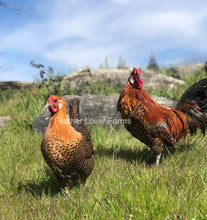 Death Layer Chicken Rooster & Hen Feather Lover Farms
