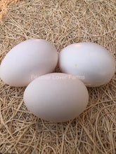 Deathlayer Chicken Eggs Feather Lover Farms