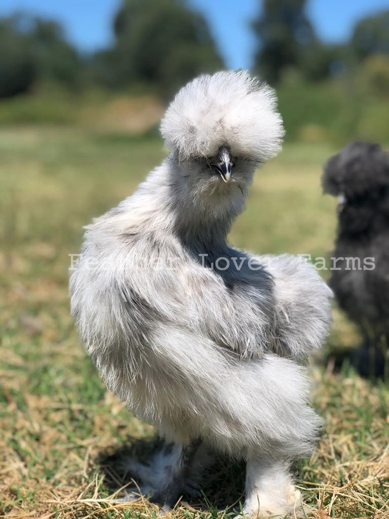 Do Silkies have an extra toe?long time chicken own first time