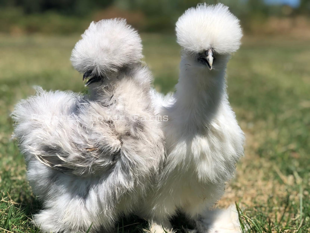 Silkie Chicks For Sale | Feather Lover Farms