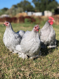 Lavender Cochin Bantams For Sale From Feather Lover Farms 