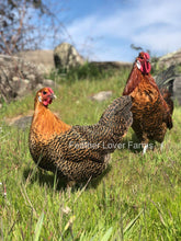 Death Layer Rooster & Hen Feather Lover Farms