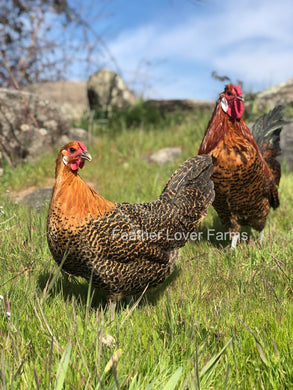 Death Layer Rooster & Hen Feather Lover Farms 