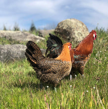 Death Layer Rooster & Hen Feather Lover Farms