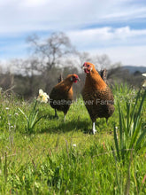 Death Layer Hens Feather Lover Farms