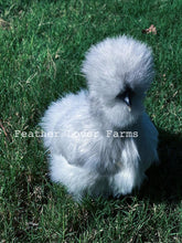 Feather Lover Farms Lavender Silkie Chicken Hen