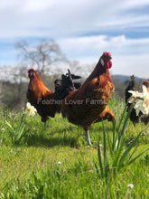 Death Layer Roosters Feather Lover Farms
