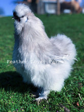 Feather Lover Farms Lavender Silkie Chicken Rooster
