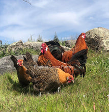 Death Layer Roosters & Hens Chickens Feather Lover Farms