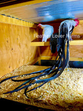 Onagadori Silver Rooster & White Hen For Sale At Feather Lover Farms