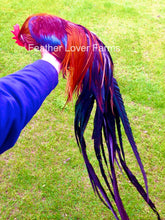 Onagadori Red Rooster For Sale At Feather Lover Farms