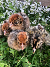 Death Layer Chicks Feather Lover Farms