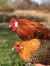 Death Layer Rooster & Hen Feather Lover Farms