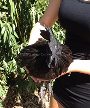 Feather Lover Farms Ayam Cemani