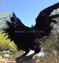 Feather Lover Farms Ayam Cemani