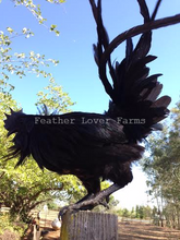 Feather Lover Farms Ayam Cemani Rooster