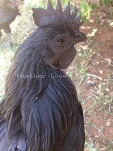 Feather Lover Farms Ayam Cemani
