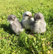 Swedish Isbar Chicks