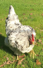 Swedish Isbar Hen