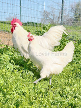 french white bresse