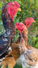 indio gigante Chickens