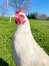 french white bresse hen