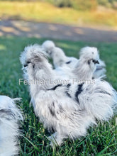 Paint Silkie Chickens For Sale From Feather Lover Farms