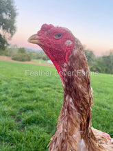 indio gigante chicken