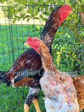 indio gigante chicken