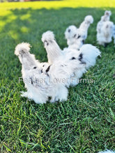 Paint Silkie Chicks